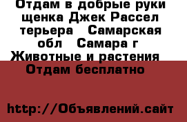 Отдам в добрые руки щенка Джек Рассел терьера - Самарская обл., Самара г. Животные и растения » Отдам бесплатно   
